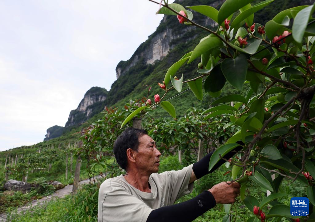 江南体育官网重庆彭水：中草药特色产业促农增收(图4)