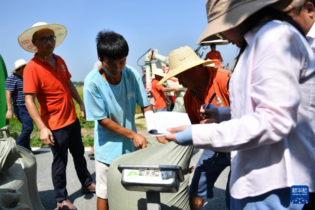 江南体育官网湖南益阳：无人农场再生稻头季收割测产(图6)